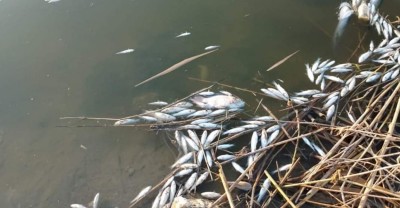 نفوق ملايين الأسماك جنوبي ميسان ورسالة عاجلة الى الحكومة الاتحادية