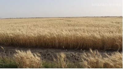 فلاحو الشريفية في ذي قار: مستثمر مجهول يصادر الأراضي بـكتب مزورة