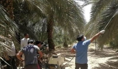 زراعة ذي قار تستعد لإطلاق حملة مكافحة حشرة الحميرة في بساتين النخيل بالمحافظة