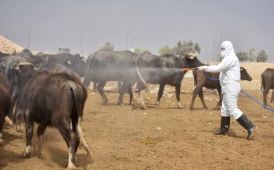 إجراءات احترازية مشددة في ذي قار لمواجهة الحمى النزفية خلال موسم العيد