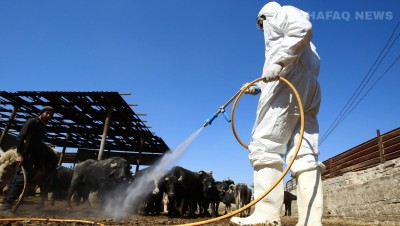 وفيات وإصابات بمرض الحمى النزفية في ذي قار