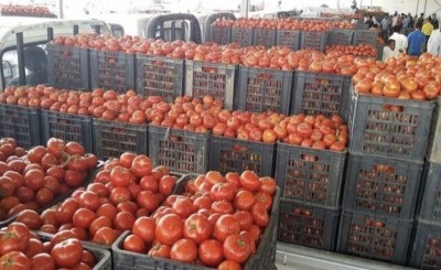 مزارعو الناصرية يوزعون الطماطم مجاناً