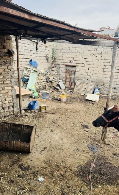 إجراءات قانونية بحق مواقع تربية المواشي داخل الاحياء السكنية في الناصرية