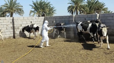 فرقة الرصد البيطري تحدد سبب إصابة قصاب في ذي قار وتطلق حملة توعوية في منطقته