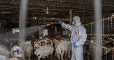 مستشفى البيطري في ذي قار تطلق تحذيرا من تزايد إصابات الحمى النزفية وتطالب بتوفير مبيدات عاجلة