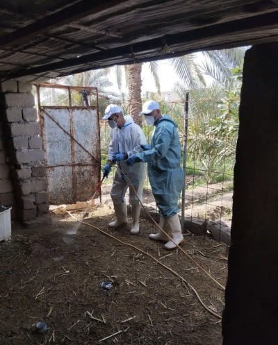 فرق بيطرية تحتوي بؤرة إصابة بالحمى النزفية جنوب الناصرية