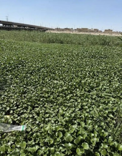 بيئة ذي قار ترصد انتشارا كثيفا لنبات زهرة النيل في نهر الفرات وتطالب بإجراءات عاجلة