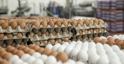 الزراعة تتخذ إجراءات للحد من ارتفاع أسعار بيض المائدة