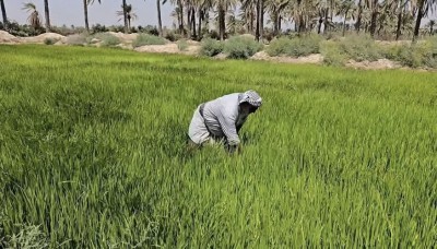 زراعة ذي قار تعلن إقرار الخطة الصيفية بمساحة 95 ألف دونم وتحدد حصة "الشلب