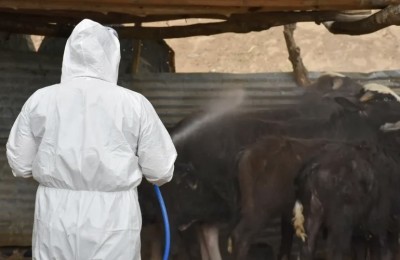 ذي قار تسجل 101 إصابة بالحمى النزفية بينها 8 وفيات خلال 2026