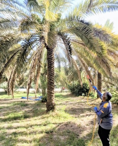 زراعة ذي قار تواصل حملات مكافحة عنكبوت غبار النخيل في كرمة بني سعيد
