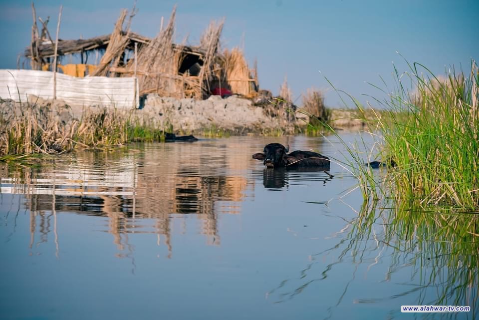 صور من هور الجبايش