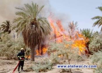 النيران تلتهم 50 نخلة في بستان بمدينة الناصرية