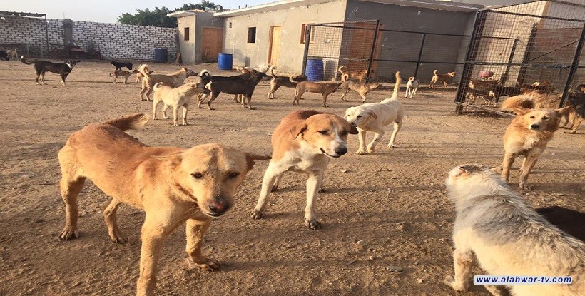 ذي قار.. 50 مليون دينار تعرقل حماية المواطنين من الكلاب السائبة
