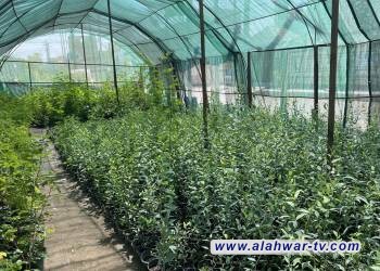 بلدية الناصرية تستعد لاطلاق حملة زراعة قرابة 50 الف شتلة في احدائق العامة