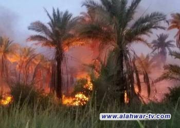 حريق يلتهم بستانين للنخيل جنوب الناصرية