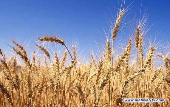 تسويق أكثر من 145 ألف طن حنطة في ذي قار