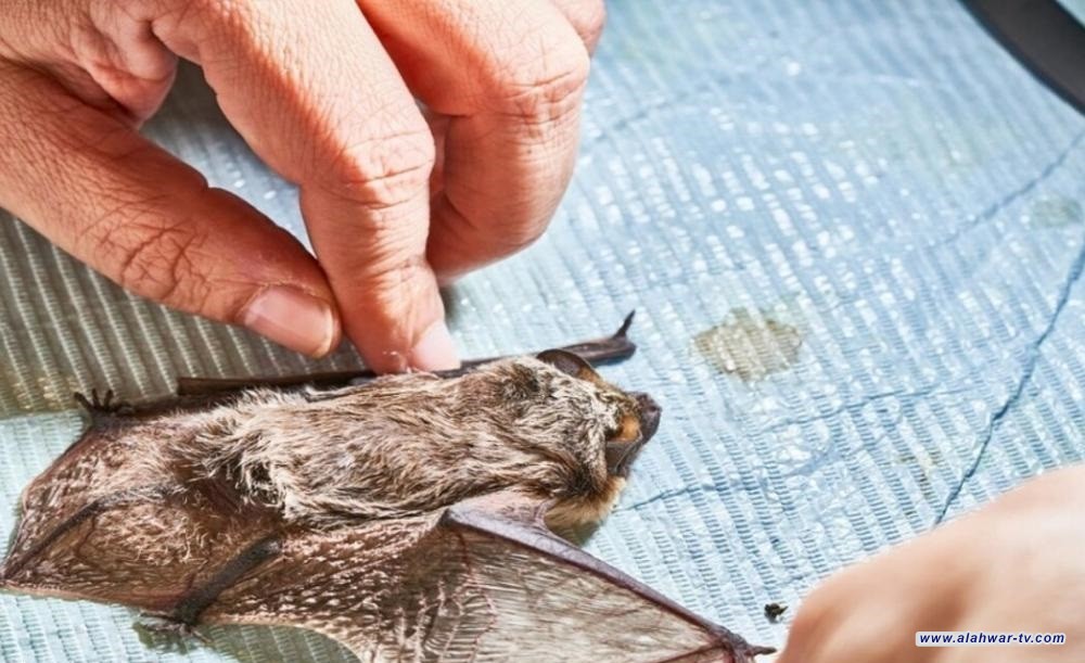 العثور على أنواع جديدة من فيروس كورونا في قرغيزستان