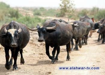 مصرع شاب دهس جاموساً بدراجة نارية جنوب الناصرية