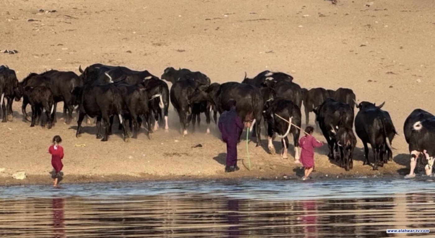 خسارة 11 ألف رأس جاموس.. الجفاف يدفع أكثر من 10 آلاف عائلة في ذي قار إلى النزوح