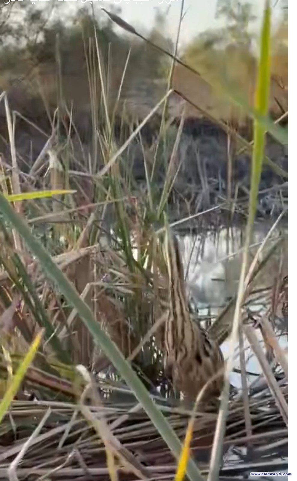 أهوار الجبايش تسجل حدثاً علمياُ نادراً