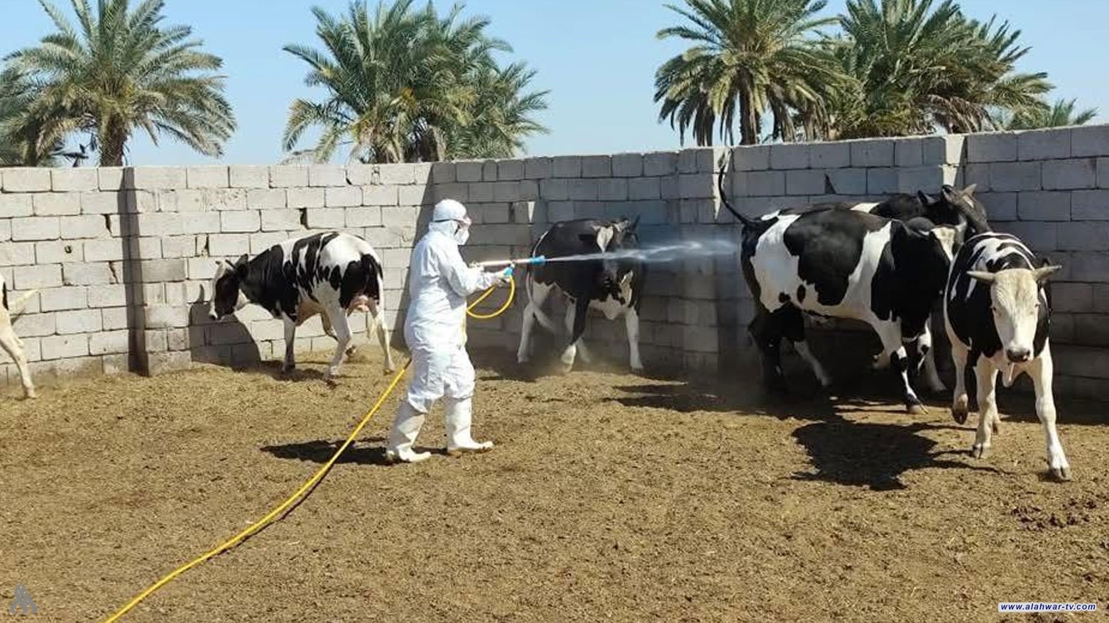 الزراعة: نعتمد تقنية حديثة تستهدف الناقل الرئيس لمرض الحمى النزفية