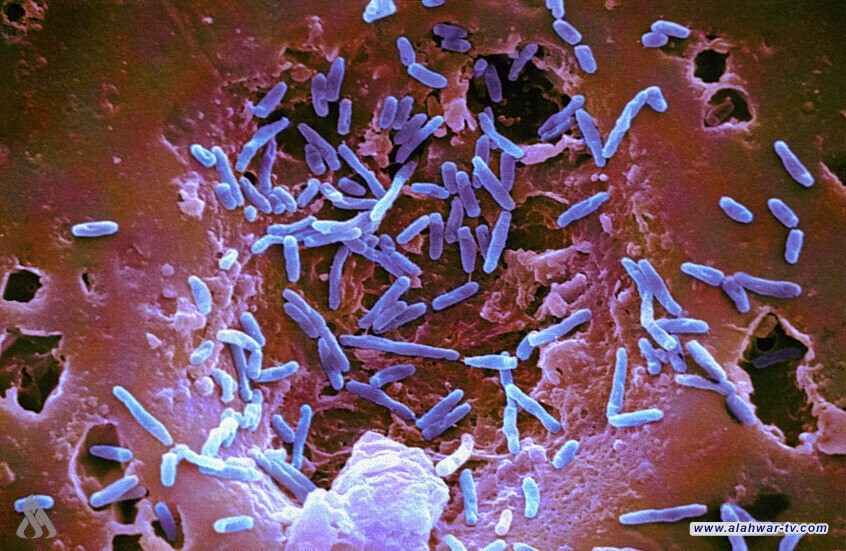 اكتشاف بكتيريا معوية تعزز العلاج المناعي للسرطان