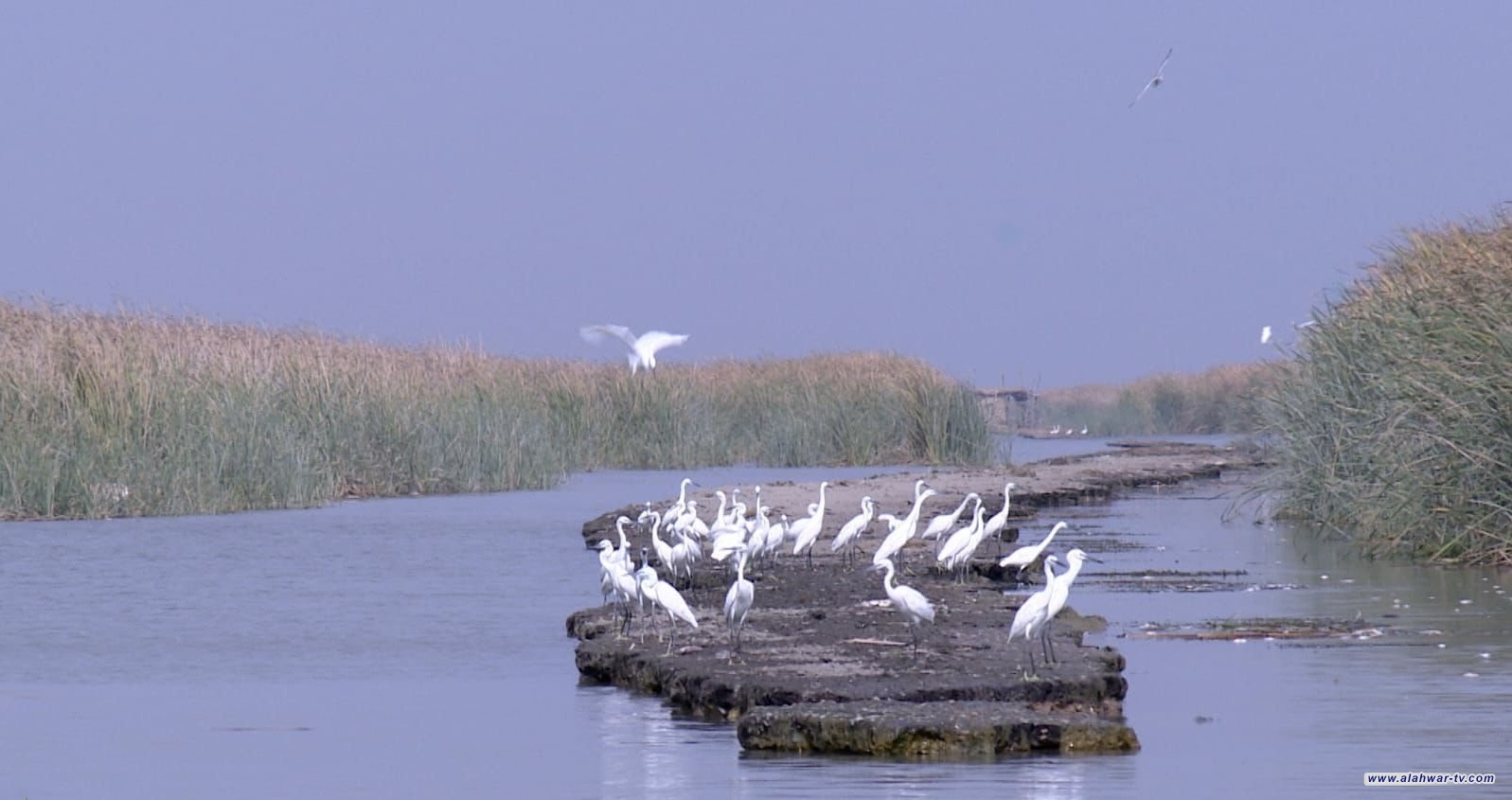 بيئة ذي قار: لا وجود لطائر الفلامنكو بأهوار الجبايش واتخذنا إجراءات ضد الصيد الجائر