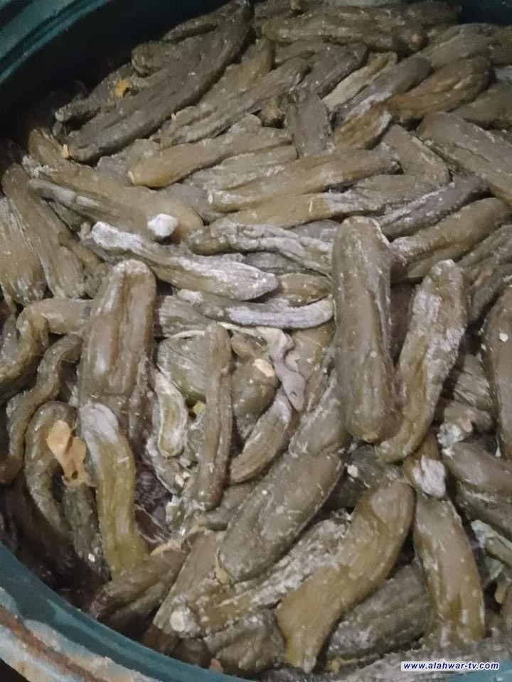 ضبط 160 برميل طرشي منتهي الصلاحية في قضاء الشطرة شمال الناصرية