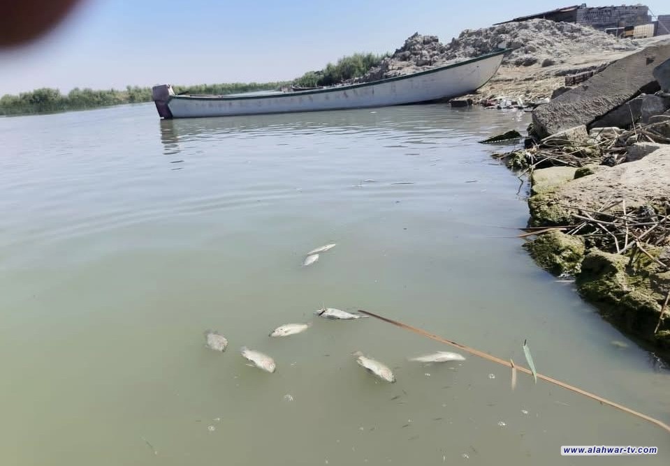 الأهوار تموت عطشا الجفاف يفتك بالحياة ونفوق للحيوانات