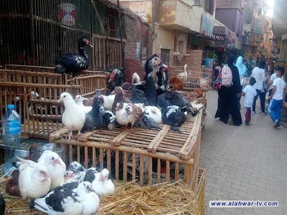 الزراعة: منع استيراد الدجاج يهدف لدعم المنتج المحلي وتحقيق الأمن الغذائي