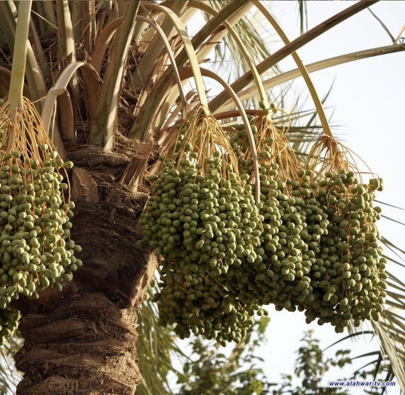 الزراعة: إكثار أصناف نخيل عالية الإنتاجية وتوزيعها على المزارعين بأسعار مدعومة