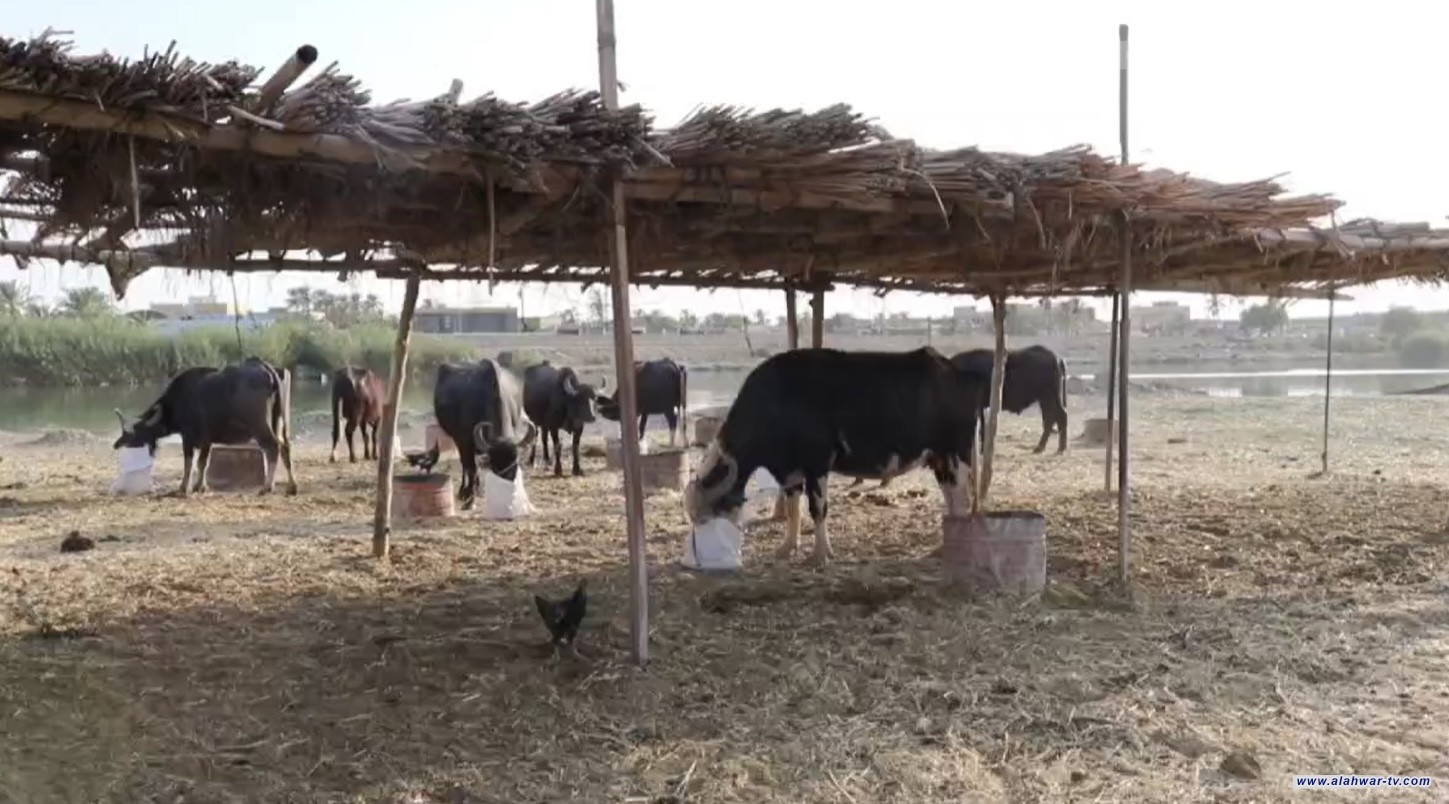 نزوح نحو الناصرية.. مربو الماشية يفرون من الجفاف ويستغيثون