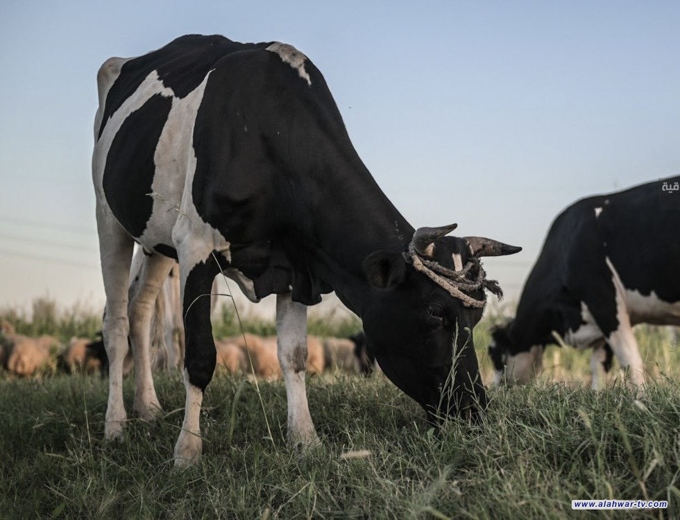 دائرة البيطرة تعلن تقييد حركة الحيوانات بين المحافظات للحد من مرض الحمى القلاعية