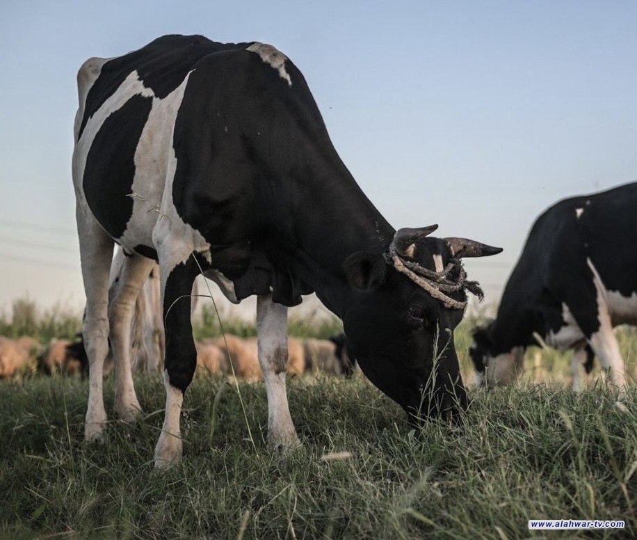 الزراعة: إجراءات لتحصين الحيوانات من الأمراض الوبائية خلال خطة 2025