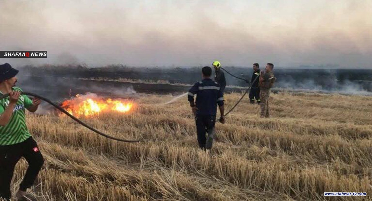 ديالى.. نيران مجهولة تلتهم 20 دونما من الحنطة بالكامل