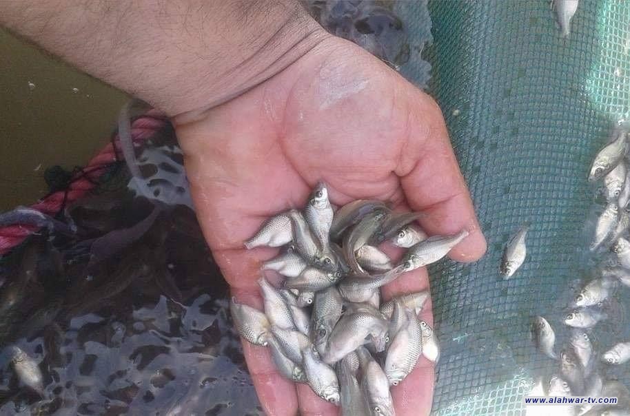 زراعة ذي قار تطلق نحو 6 مليون اصبعية سمك في الأهوار