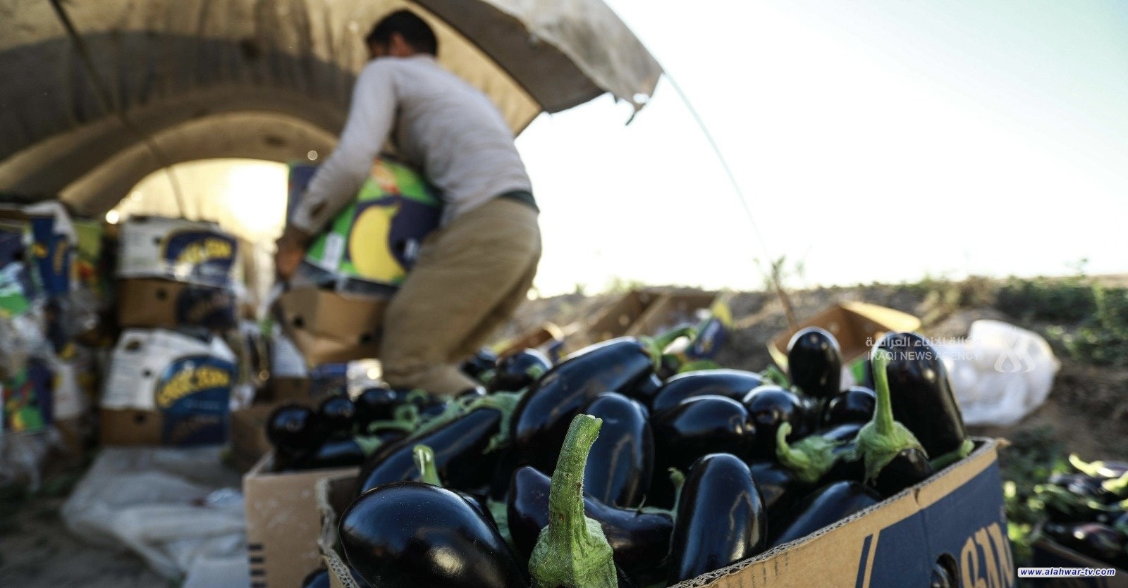 الزراعة: إجراءات لتنظيم الاستيراد وحماية المنتج المحلي