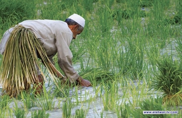 باستخدام الشتال الميكانيكي.. الزراعة تعلن استنباط محصول رز ذات صفات وراثية عالية