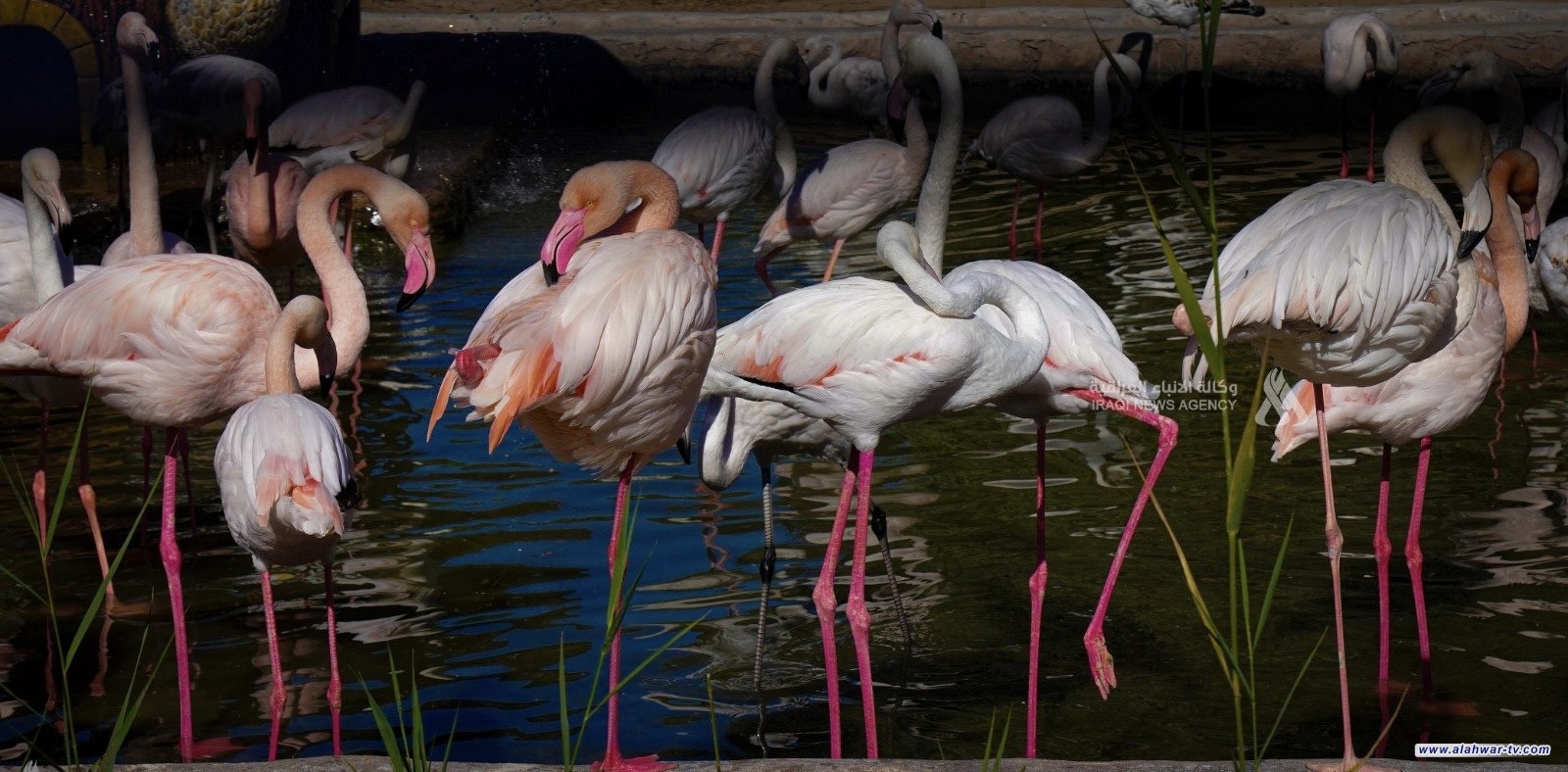 البيئة: انخفاض مخالفات الصيد الجائر وتراجع عرض الطيور النادرة في الأسواق