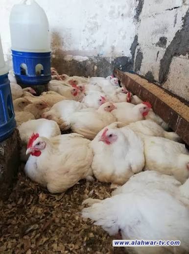 ذي قار تكثف حملات الرصد والتحري عن انفلونزا الطيور في الحقول والأسواق