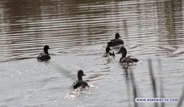 ذي قار تطلق حملة لإعادة الطيور المهاجرة إلى أهوارها الطبيعية