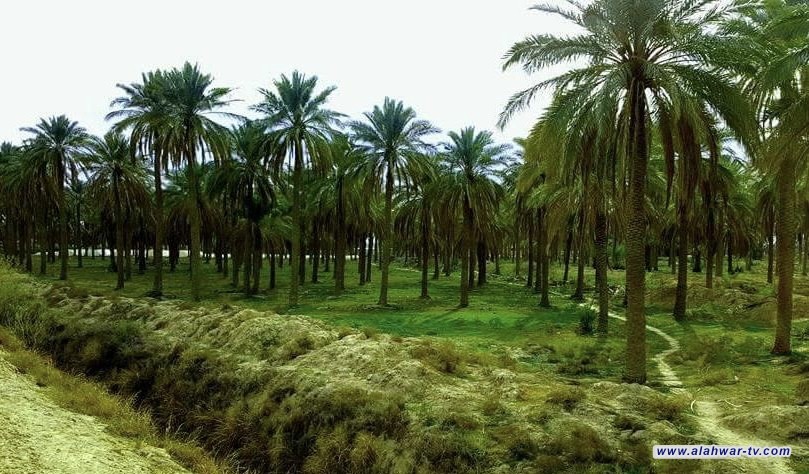 النزاهة تكشف اختلاس أكثر من نصف مليار دينار في زراعة الديوانية