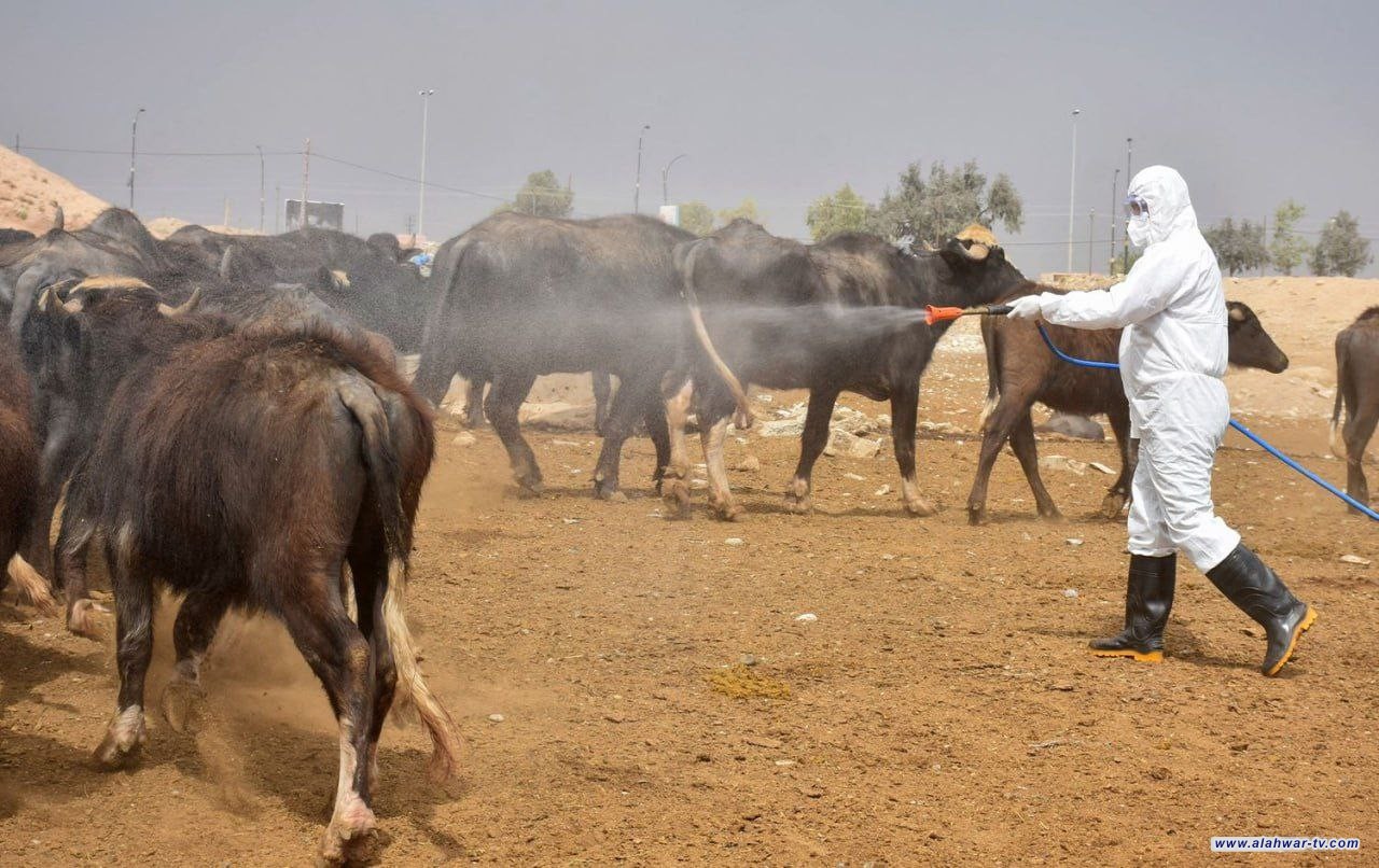 الصحة النيابية تحذر من زيادة إصابات الحمى النزفية