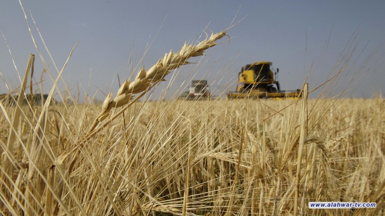 التجارة تطلق دفعتين ماليتين لتسديد مستحقات الفلاحين المتبقية