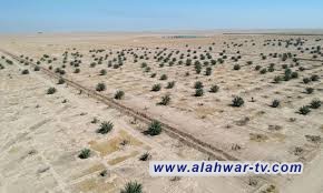 ذي قار: 10 آلاف شتلة تنطلق في أيلول لمواجهة زحف الرمال في الگطيعة