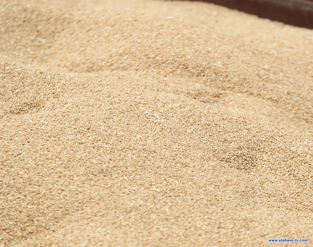 وزير التجارة يوجه بإطلاق الوجبة الأولى من الحبوب للمطاحن