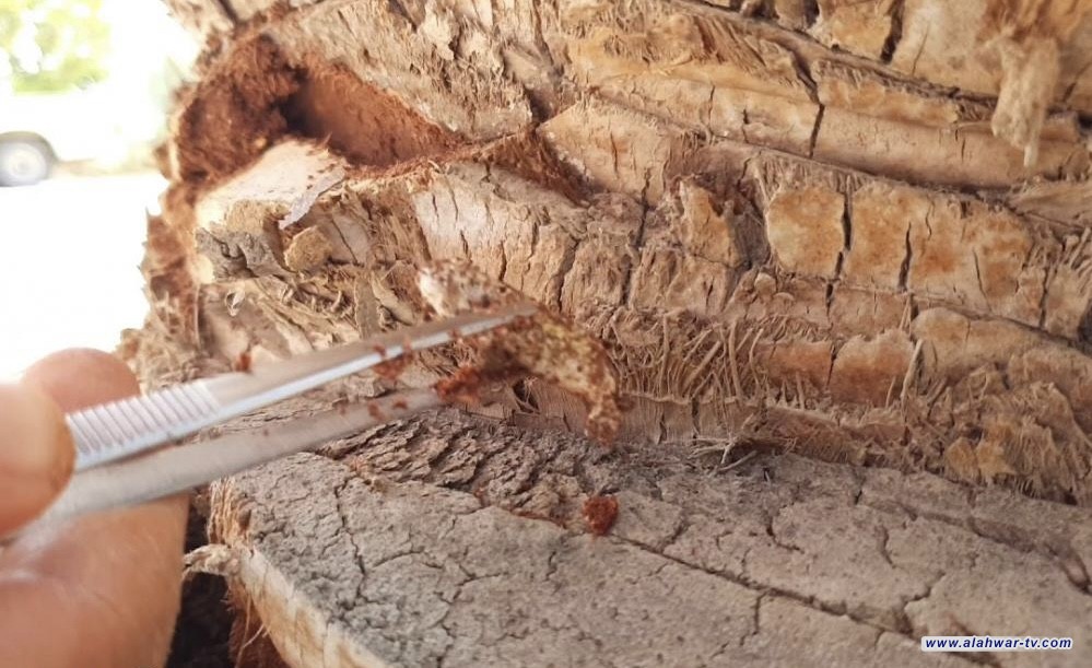 بالمصائد الضوئية.. حملة في ذي قار على {حشرة} تهدد النخيل