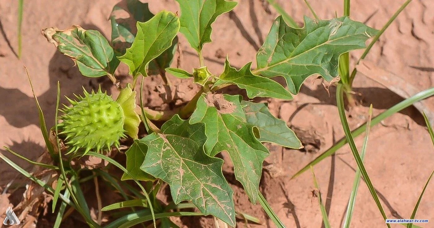 الزراعة: تشكيل فرق أمنية للحدّ من انتشار نبتة (الداتورا) المخدرة