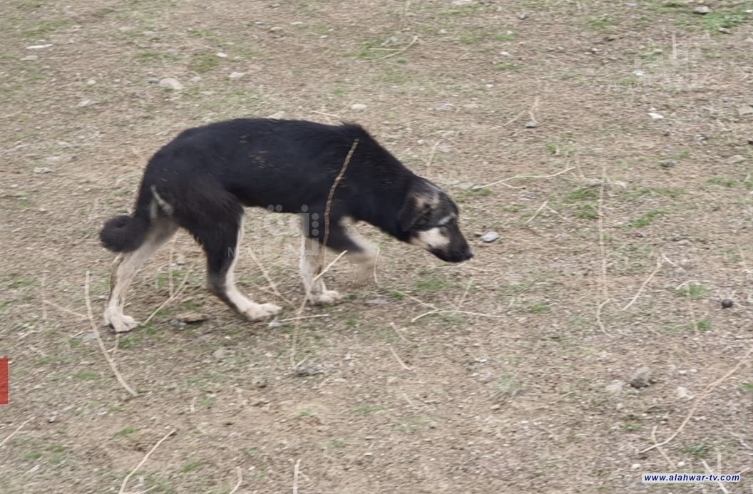كلب سائب" يحل لغز عجلة سرقت مرتين ويوقع بالسارقين بقبضة الأمن العراقي